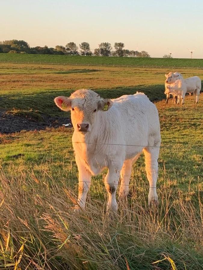 Ferienwohnung Hein Am Nordseedeich بوتجادينغين المظهر الخارجي الصورة